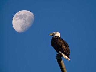 Bald eagle perching on the pole in Sidney BC, Vancouver Island