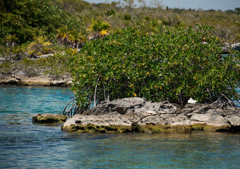 Obraz na płótnie Canvas Beautiful natural view of transparent waters of turquoise blue Caribbean lagoon Yal-ku located in Mexican Mayan Riviera, Quintana Roo at Akumal
