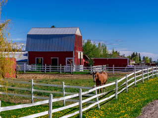 A Horse Standing in the Paddock on a Horse Ranch