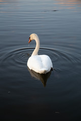 swan at dusk