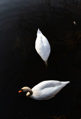 swans on lake in dark water
