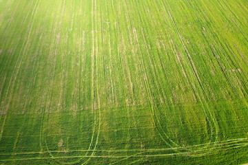Aerial view of green field of winter crops with wheel marks. Farming industry