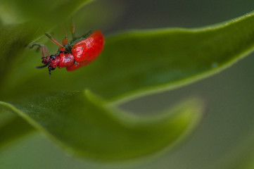 insect on a green leaf