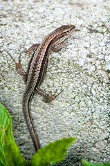 small brown lizard on concrete