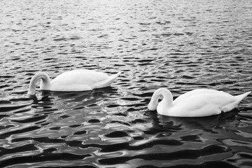 Swans Deep in Thought