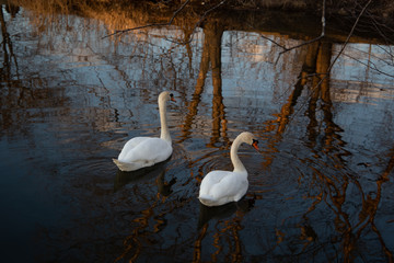 swans on the lake at dusk