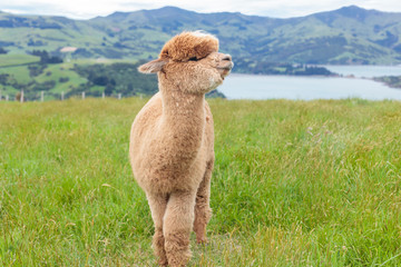 Light brown alpaca grazing in a beautiful meadow with the sea at the background