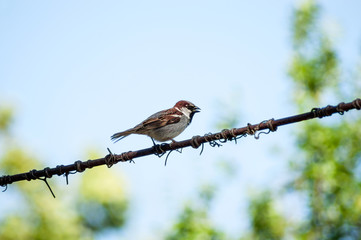 brown sparrow with black beak