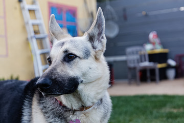 portrait of a german shepherd