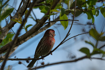 House finch in the tree 