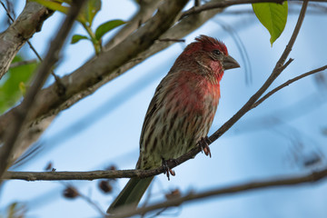 House finch on a branch 