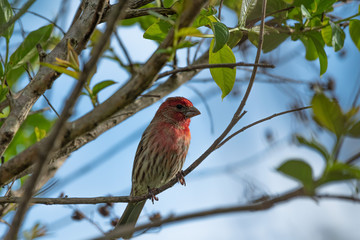 House finch in a tree