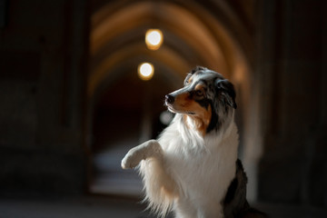 dog in an old castle. Low key. Ancient architecture,