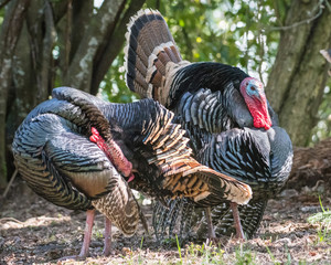Male wild turkeys strut around in breeding plumage displaying their feathers for a mate.