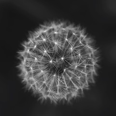 Directly Above Shot Of Dandelion Growing Outdoors