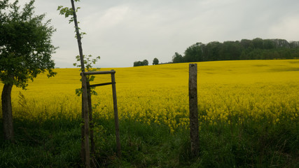 Fototapeta na wymiar Landscape of Polish rapeseed fields. Ready for entry.
