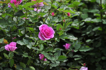 Rose in the forest