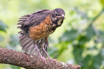 A young fledgling American robin fresh out of the nest tentatively tests out his wings on the relative safety of a branch before taking off into the air.