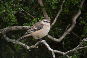 Ave gris en un árbol 