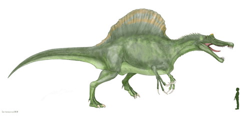 スピノサウルス　恐竜　　白亜紀前期から後期の現在のアフリカ大陸の北部に生息していたとされる。ティラノサウルスよりも大型で獣脚類としては最大級。背中に特徴的な大きく広い帆状の突起をもっていた。歯の形状は細く鋭い。ワニに似た形状であり、前足の爪の構造からも魚食中心の肉食恐竜であるとされる。新たな尾骨化石の発見もあり、まだまだその完全な姿は確定しない。体長15メートル。