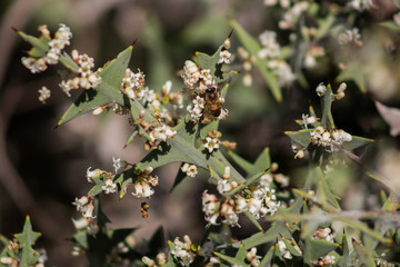 Abeja recolectando néctar de una flor blanca 