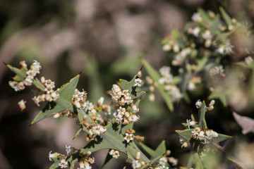 Abeja recolectando néctar de una flor blanca 