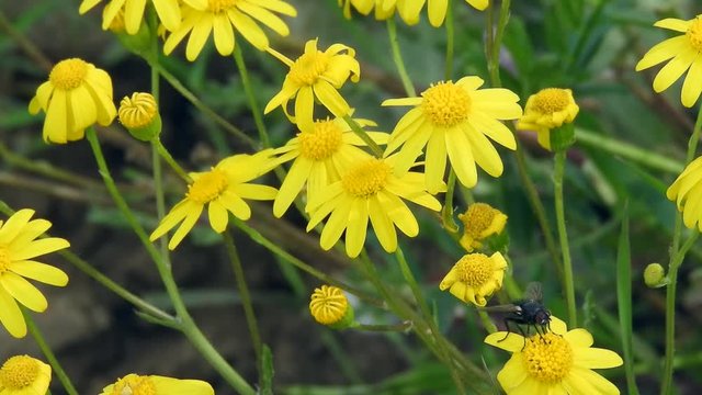 an insect crawls over the yellow daisy flowers and collects pollen,