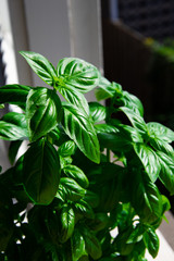 fresh basil leaves close up