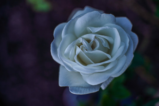 White Rose in the evening