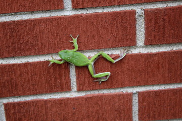 frog on a brick wall