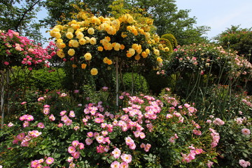 薔薇の咲く風景