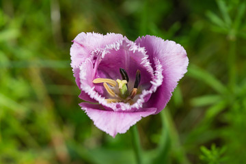 Purple Fringed Tulip Flower in Springtime