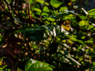 Argiope anasuja, is a species of harmless orb-weaver spider (family Araneidae) found from the Seychelles to India, Pakistan and Sri Lanka, and in the Maldives.