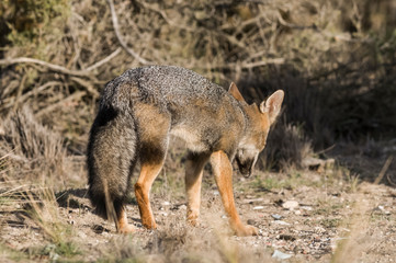Pampas Grey fox, La Pampa, Patagonia, Argentina.