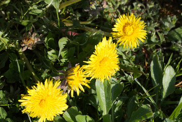 bright yellow dandelion  flowers in the light of the sun