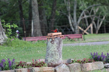 Cardinal eating in garden bed