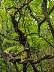 Forest twisting tree in Yamanashi Japan