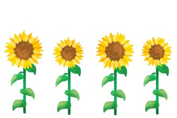 ひまわり　向日葵　水彩風