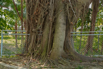 Banyan tree in Hong Kong