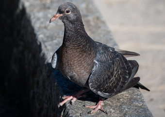 Pigeon in Savannah