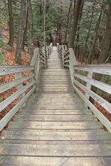 Stairway to the Forest