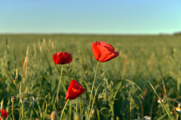 a red beautiful poppies at sunset in the Green field