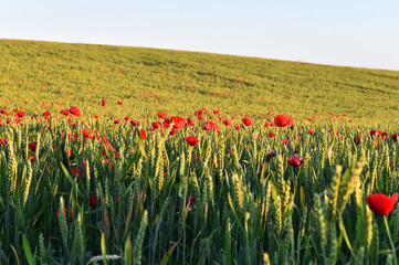 un campo de amapolas