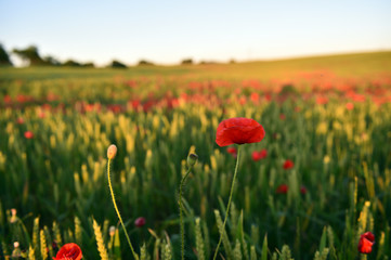 unas preciosas amapolas en el campo en primavera