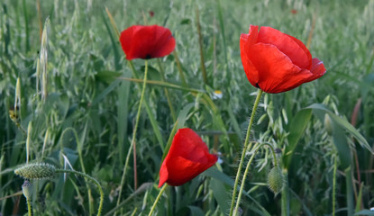 a red beautiful poppies at sunset in the Green field