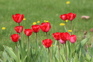 Fototapeta premium Czerwone tulipany