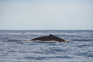 Close up of the back of an Gray Whale, at Pacific ocean of Los Cabos, Mexico