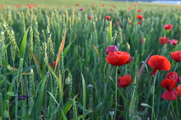 Obraz premium a red beautiful poppies at sunset in the Green field