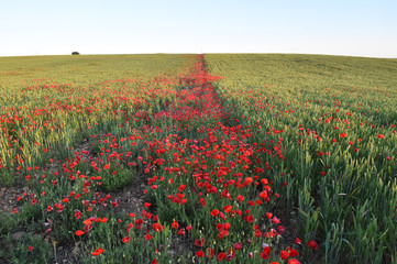 un precioso campo de amapolas rojas