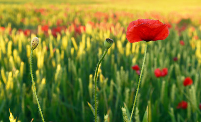 a red beautiful poppies at sunset in the Green field